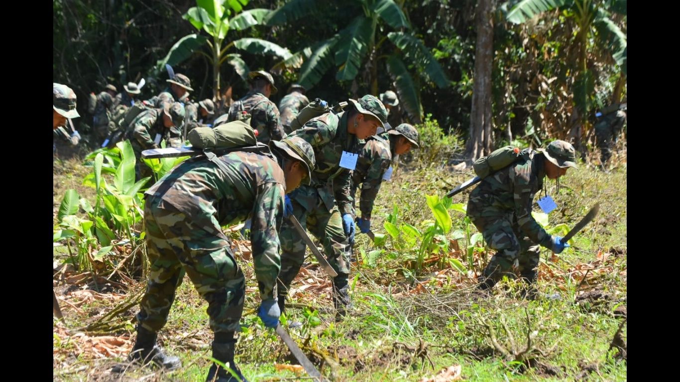 Bolivia erradica 2 928 hectáreas de hoja de coca excedentaria Diario