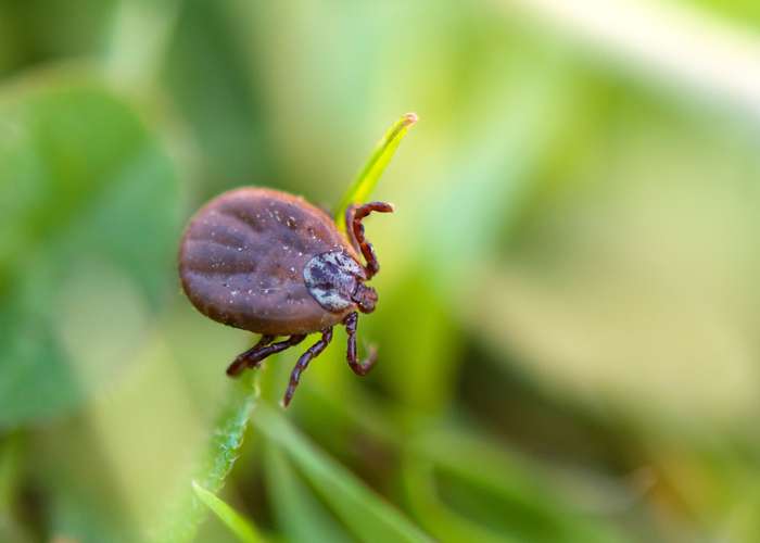 Lyme disease is caused by some types of bacteria. It is transmitted to humans by the bite of infected blacklegged ticks.