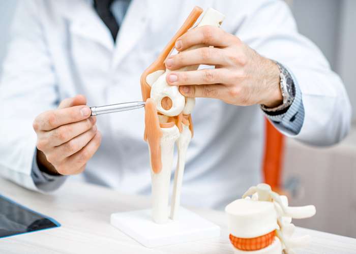 Doctor pointing on the joints of a human skeleton model to show joints problems and causes of joints and cartilage pain.