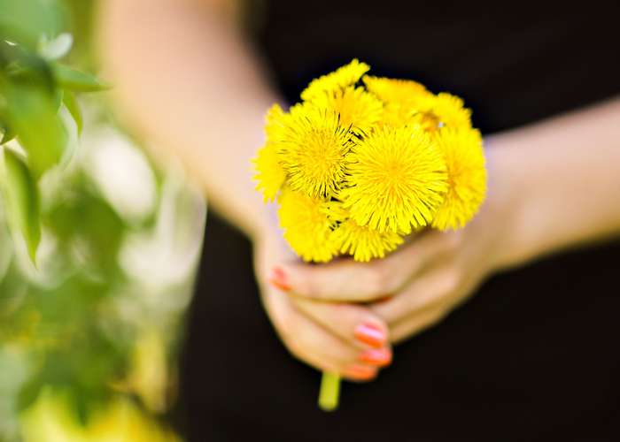 Dandelion are highly nutritious plants loaded with vitamins. Dandelion health benefits, use, and precautions.