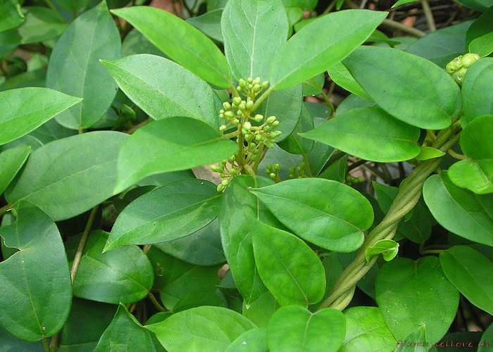 Gymnema sylvestre helps for weight loss by reducing sugar cravings and reducing calories consumption.