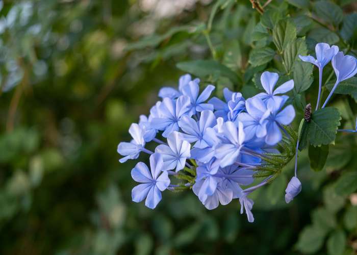 Lobelia is a group of flowering plant. Lobelia has many health benefits, especially for breathing problems.
