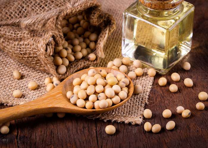 Soy isoflavones: uses, benefits and precautions. Soybeans in a wooden spoon with soybean oil.