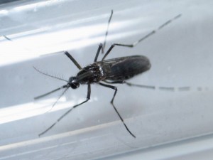 Estados Unidos confirmam vinculo do zika com microcefalia El Pais Daniel Becerril Reuters