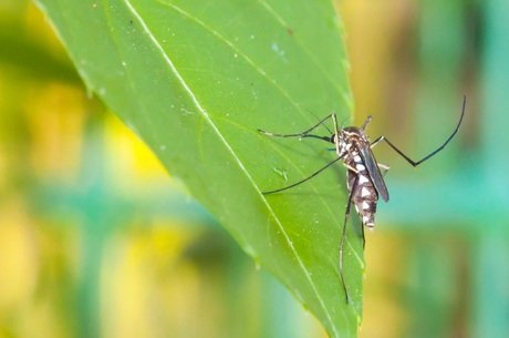 Alem do zika pesquisadores estudam novas sequelas da malaria R7 Eugenio Goussinsky