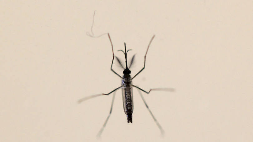 OMS admite falta recurso contra a zika Exame foto Alvin Baez Reuters