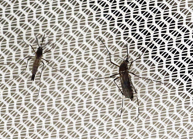 Pesadelo para as gestantes virus da zika levanta duvidas Leonhard Foeger Reuthers