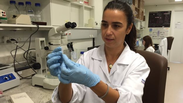 5 apostas da ciencia para combater zika e microcefalia BBC Brasil Luciani Gomes