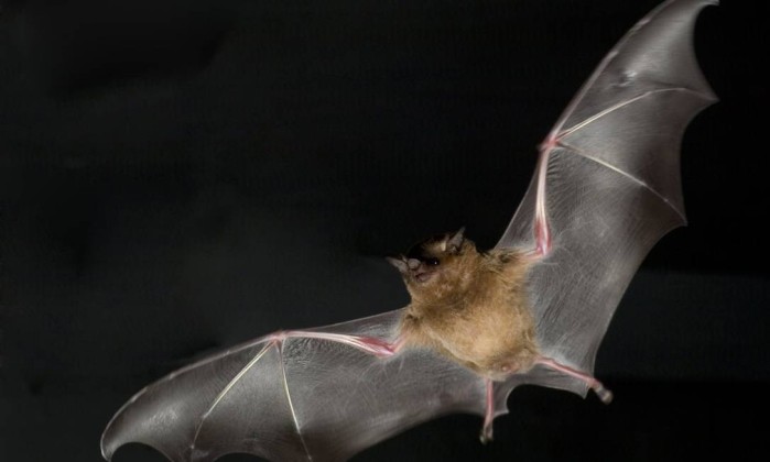 Cidade americana atrai morcegos para combater mosquito do zika Globo foto FT Mijires AFP