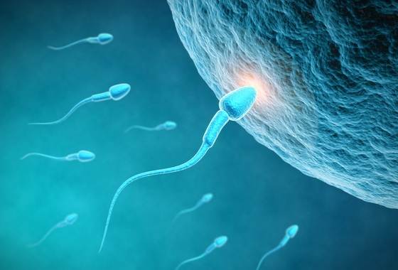 fecundacao-espermatozoide-encontrando-o-ovulo-