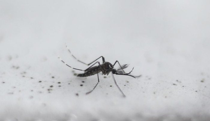 mosquito-zika-china
