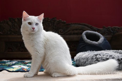 2022-2-9-deniz3 copy-imp.jpg