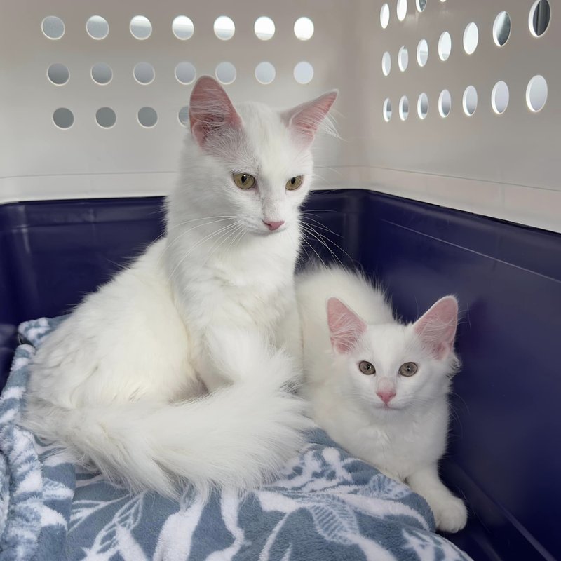 tanrica and marie 2