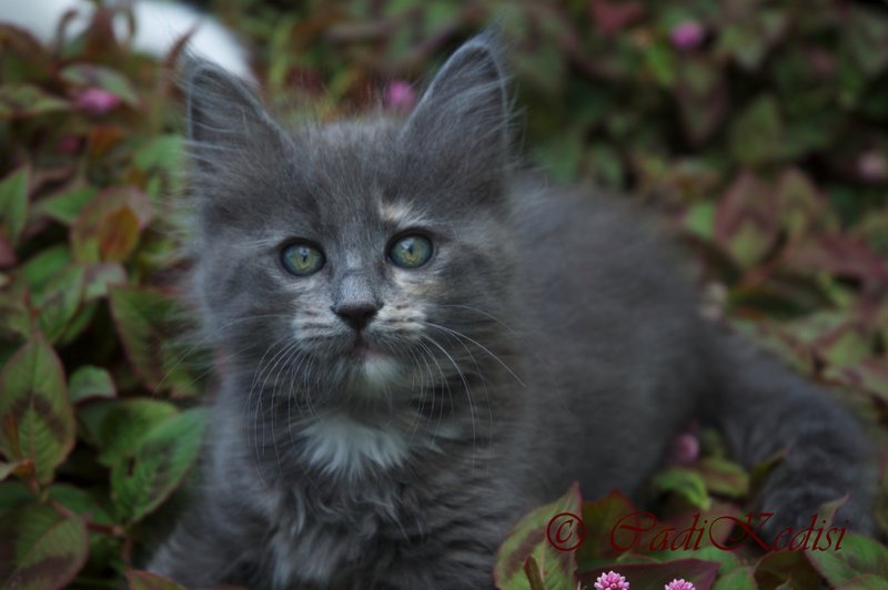 kitteh-imp.jpg