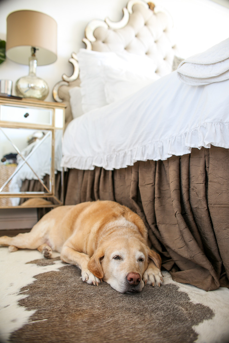 sleeping yellow lab