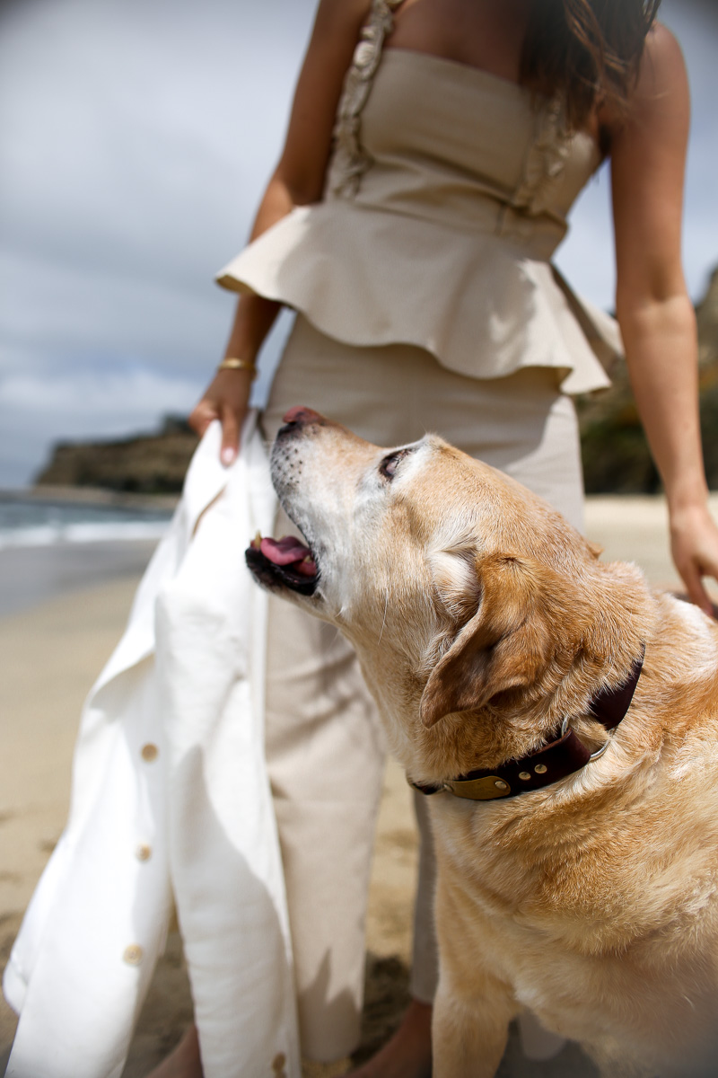 yellow lab