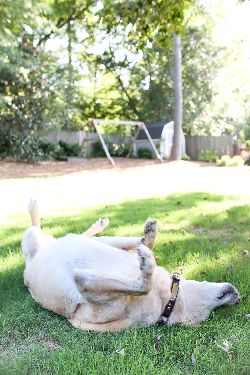 lab rolling in the grass