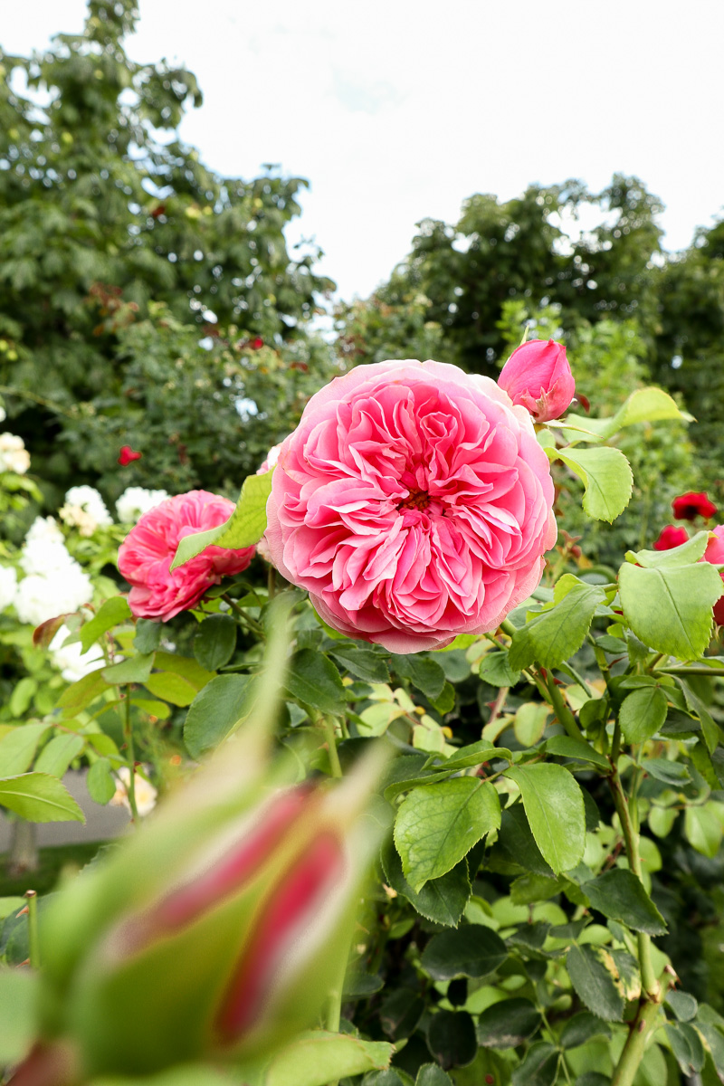 pink rose garden