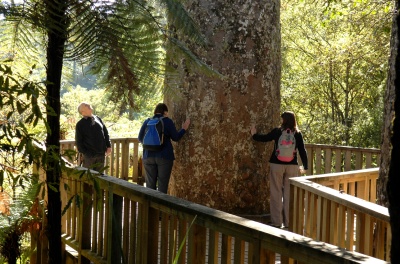 See the giant Kauri trees