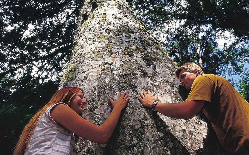 Hug the Kauri Trees