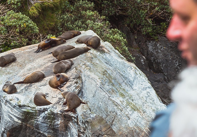 Milford Sound Wildlife Sightseeing