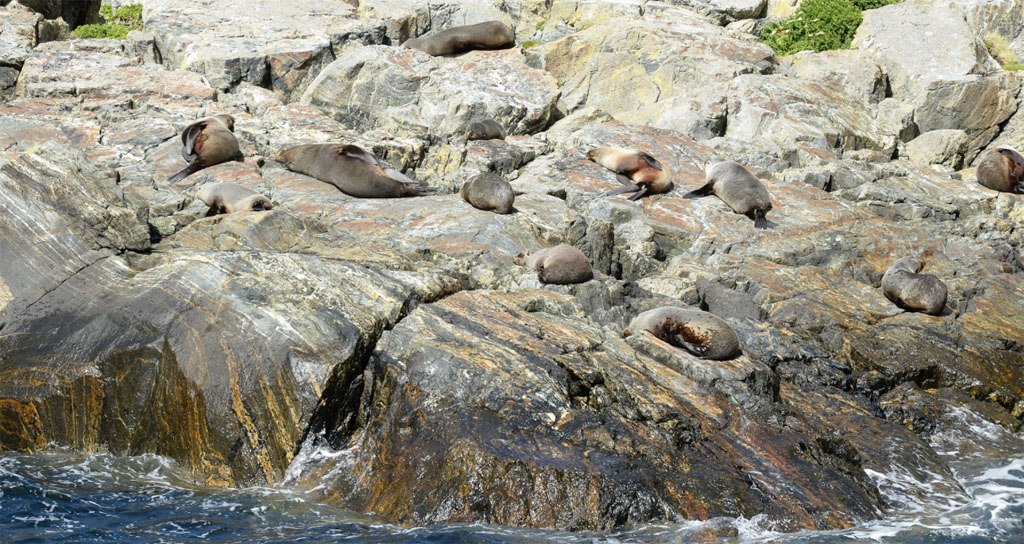 Spot Fur Seals on the Rocks