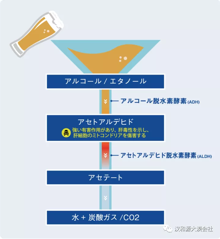 お酒を飲むと顔が赤くなる人 骨折しやすいって本当