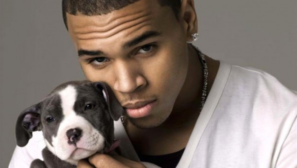 cbrown-puppy-628x356