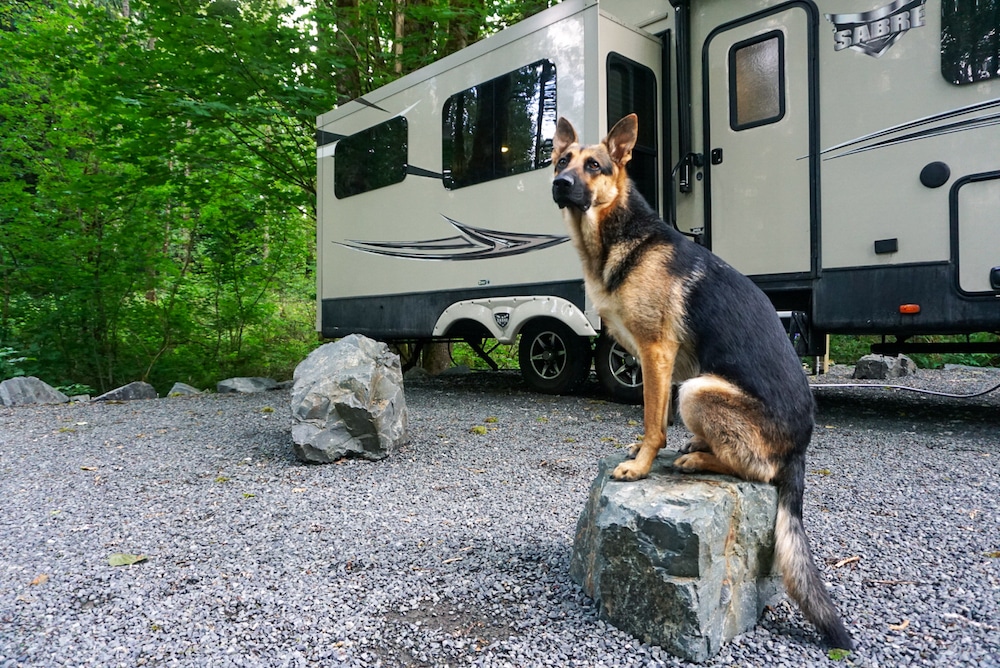 best camping dogs