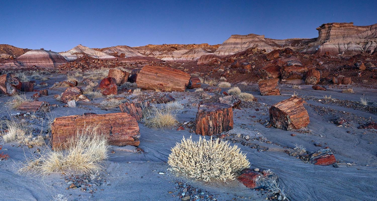 Petrified forest national park где находится