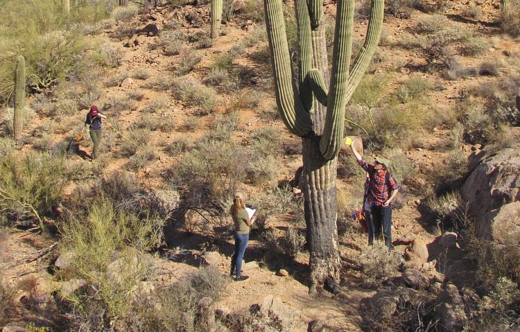 hiking Saguaro national park