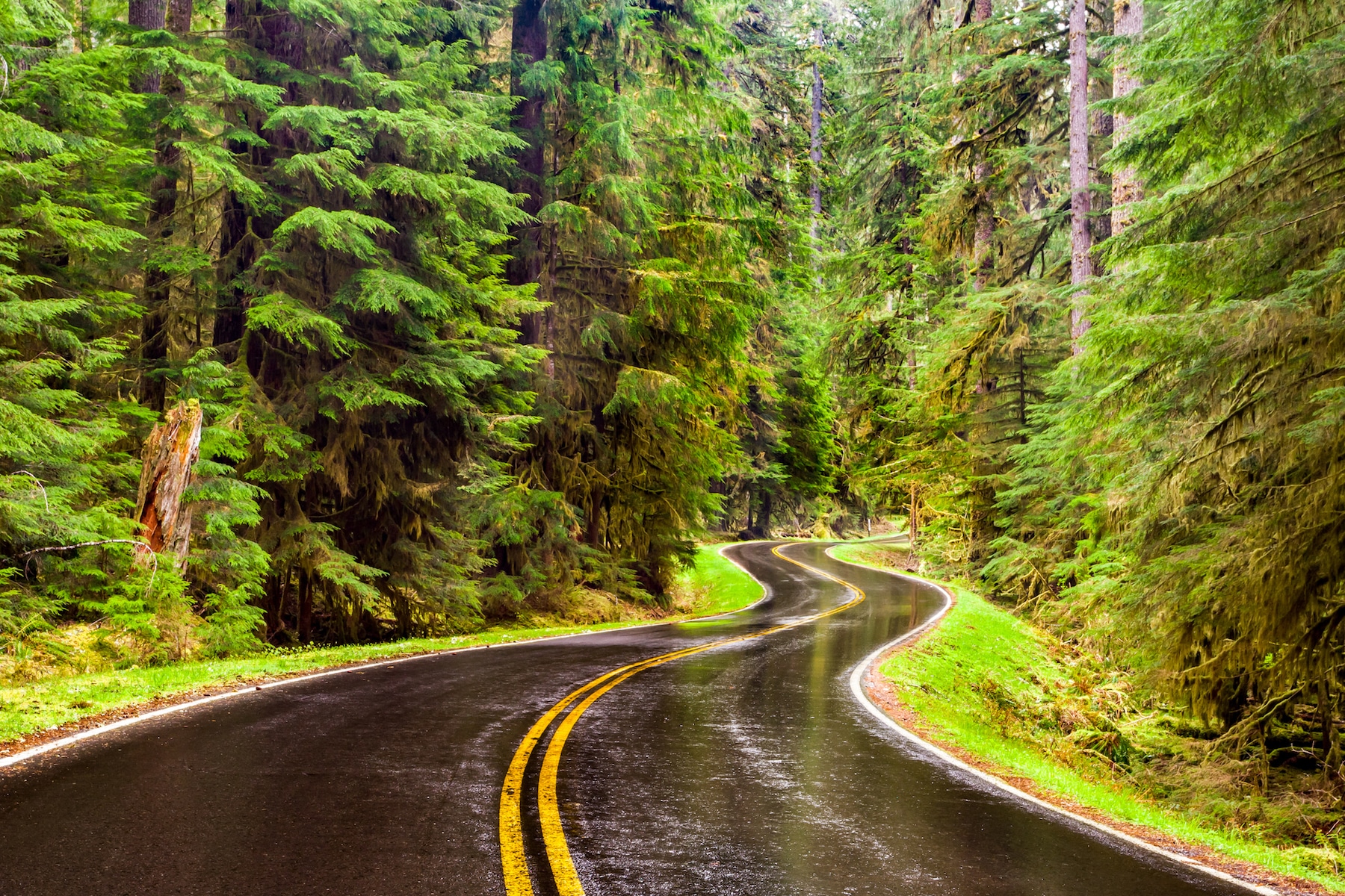 Wet winding road through a lush green forest in the Pacific Northwest