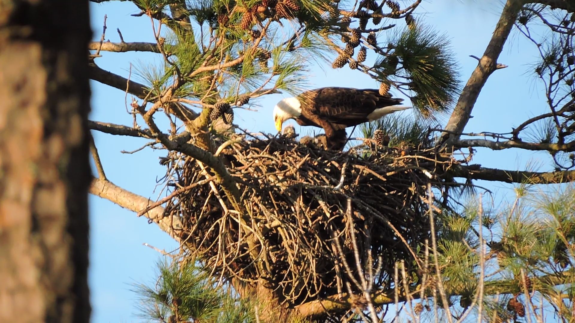 Bald eagle in nest