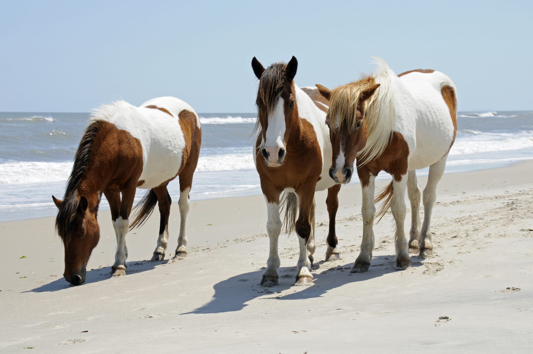 The wild horses of Assateague Islands roam free along the beach of this barrier island in Maryland. These horses are said to be descendants of horses brought to islands along the coast in the late 17th century. Visitors can walk along the shore and see these animals in their natural environment.