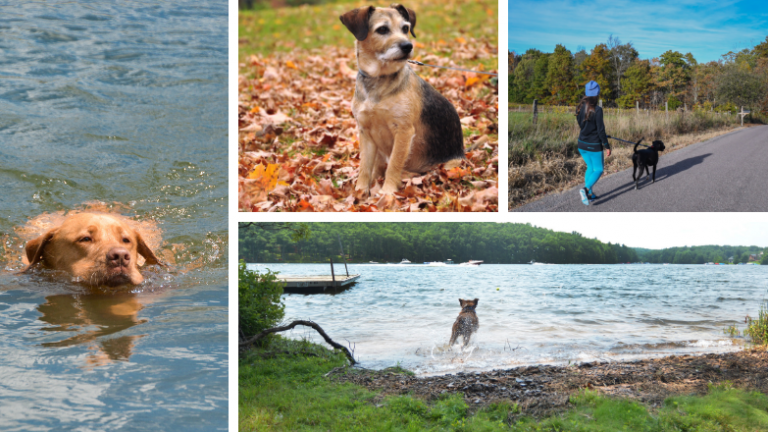 Dog Friendly Deep Creek Lake Activities for Your Pup