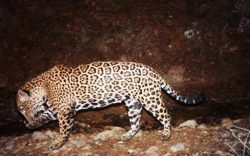 Jaguar "El Jefe". Imagen cedida por el Servicio Estadounidense de Pesca y Vida Salvaje (USFWS).