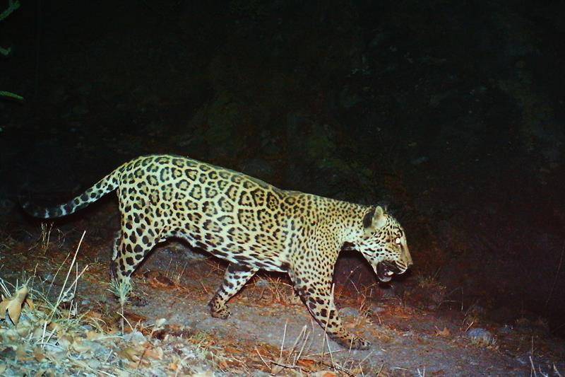 Jaguar El Jefe. EFE