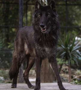 Ámarok se unirá a una manada en el Colorado Wolf and Wildlife Center, un espacio en inmediaciones de Denver (EE.UU.), dedicado a la educación y el rescate de esta especie. EFE