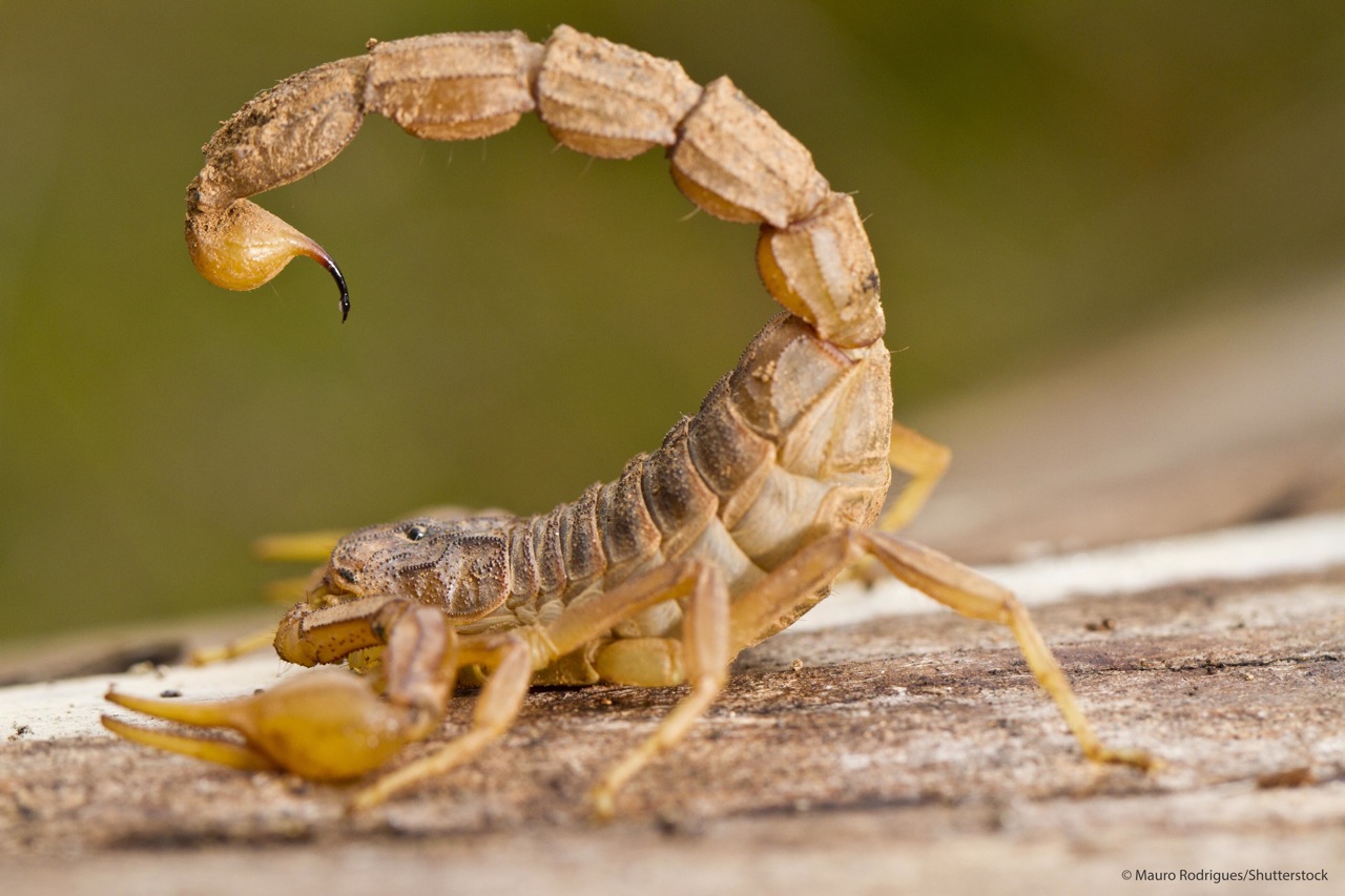 Animals scorpions