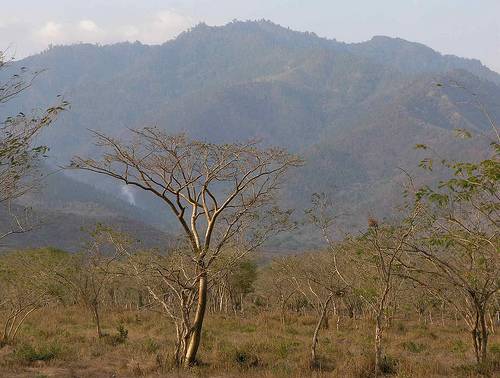 El bosque seco tropical en Colombia está amenazado por 13 actividades  distintas - Medio Ambiente - Vida - ELTIEMPO.COM