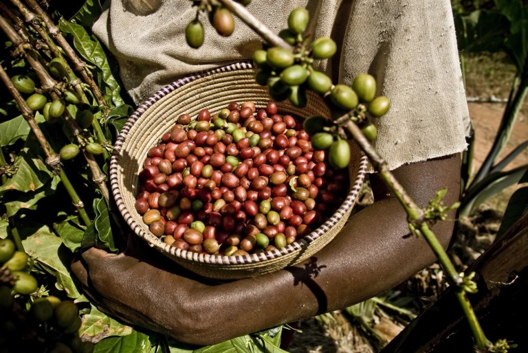 Oxfam denuncia la especulación y el aprovechamiento asociado al «comercio injusto» de materias y productos