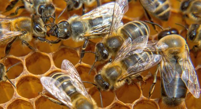 Bloque Verde exige prohibir agrovenenos para salvar a las abejas
