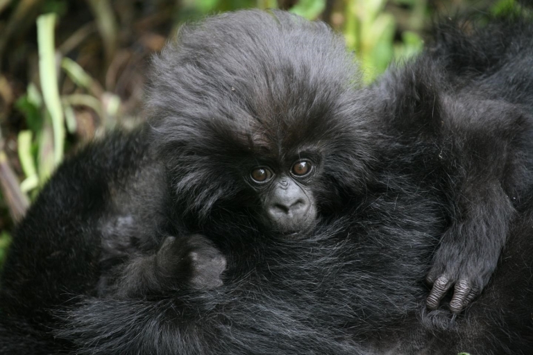 Los gorilas de montaña se recuperan a pesar de todas las amenazas