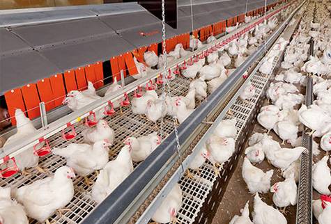 Gripre aviar: Máxima y permanente alerta mundial