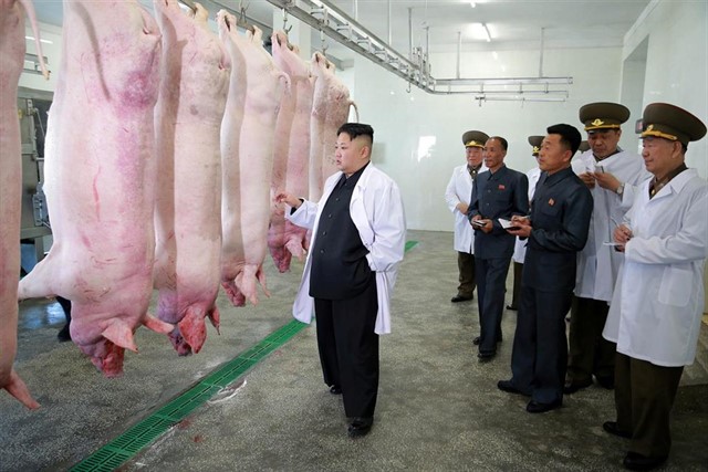 Corea del Norte declara un brote de gripe porcina que se suma a la ...