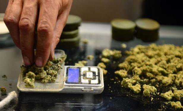 Solo uno de cada tres consumidores de cannabis en Uruguay accede en forma legal | Diario Digital Nuestro País