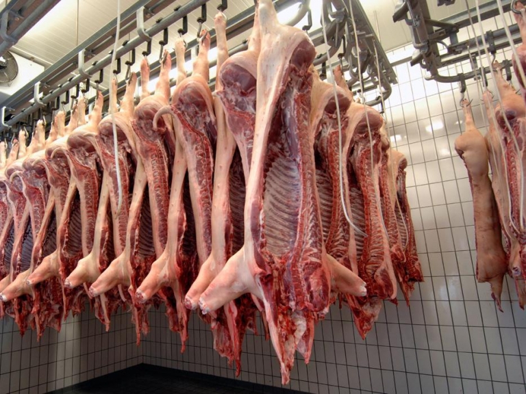 Japón sacrificará a más de 4.000 cerdos tras el último brote de peste porcina africana