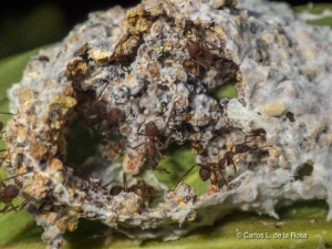 Fotografía sin fechar cortesía de Carlos de la Rosa, director de la estación biológica La Selva, Costa Rica, que muestra un nido abierto de hormigas del género Apterostigma. 