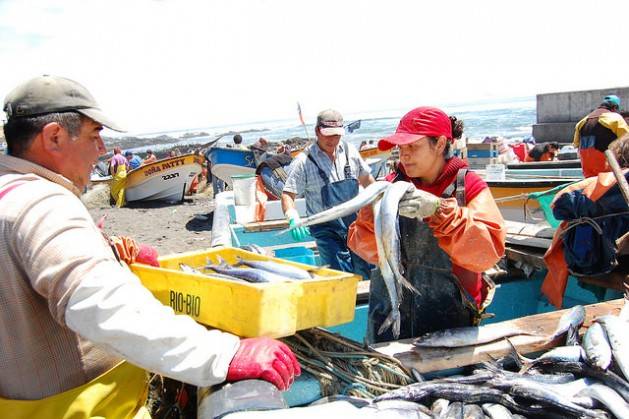 Pesca industrial arrasa con la artesanal en América del Sur