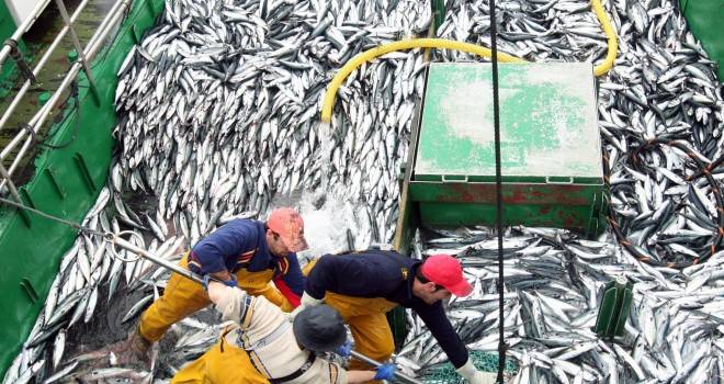 La mayoría de la pesca en alta mar ya no es rentable sin subvenciones